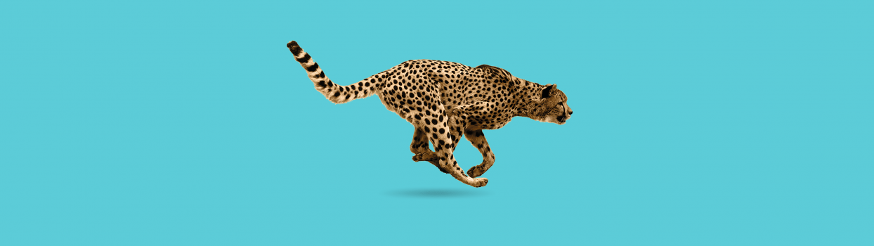 alpha-sprint